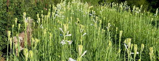 Tuberose bulbs for sale