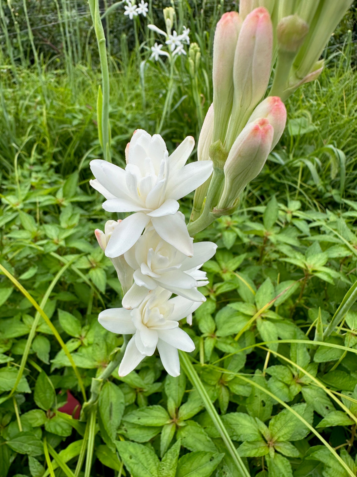 Double tuberoses have beautiful flowers and unique pink buds