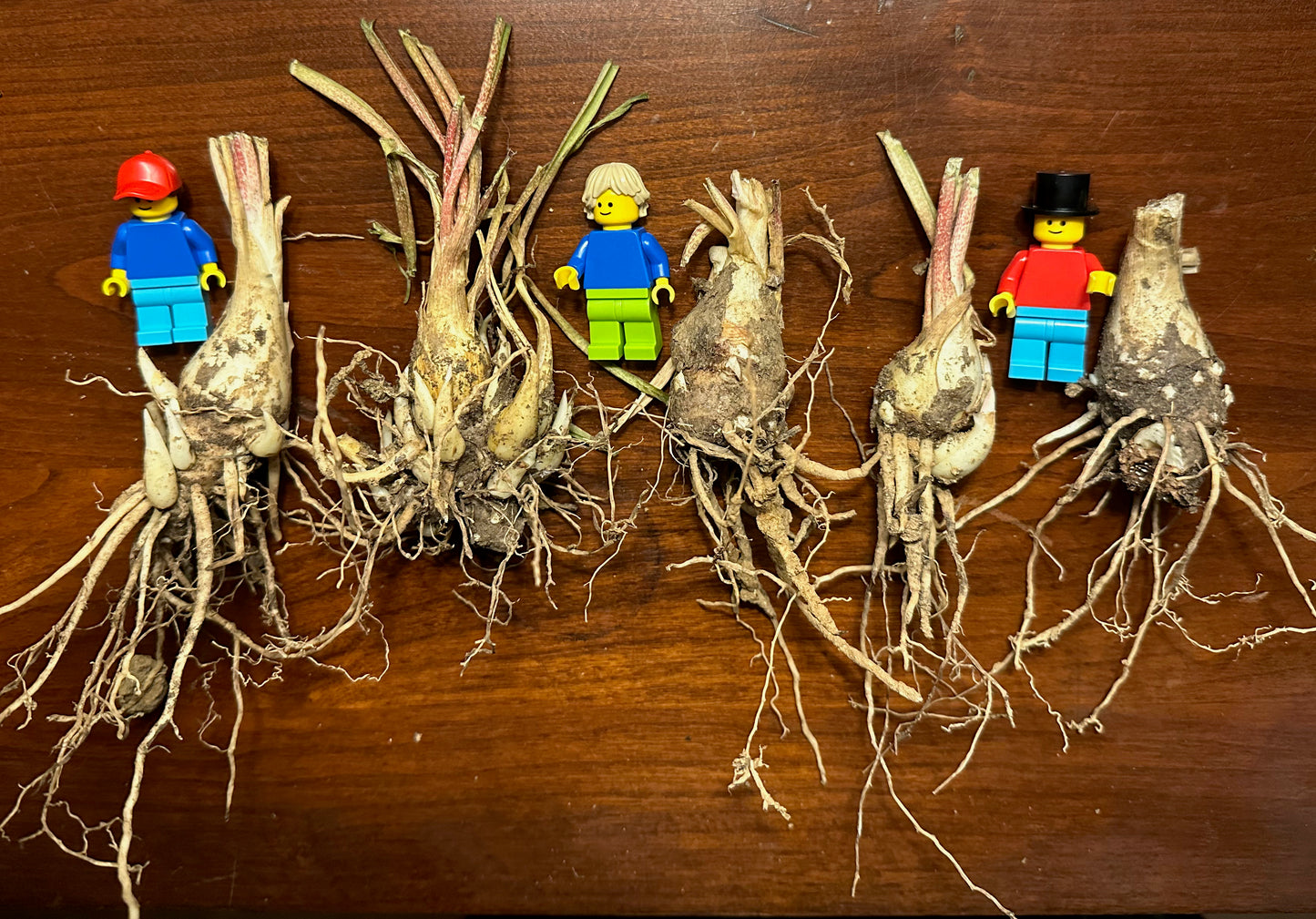 Our large tuberose bulbs are way bigger than Lego people!