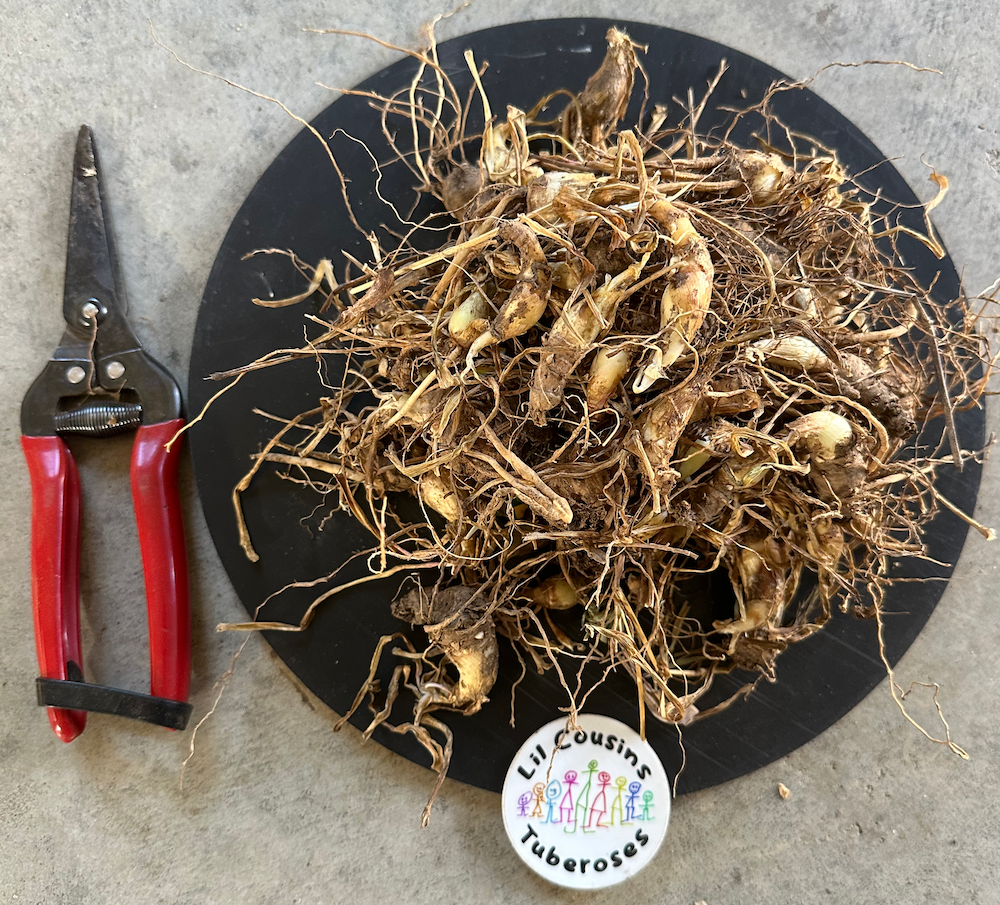 【tuberose】 breck-s-flower-bulbs-67727-