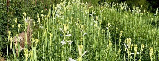 Tuberose bulbs for sale