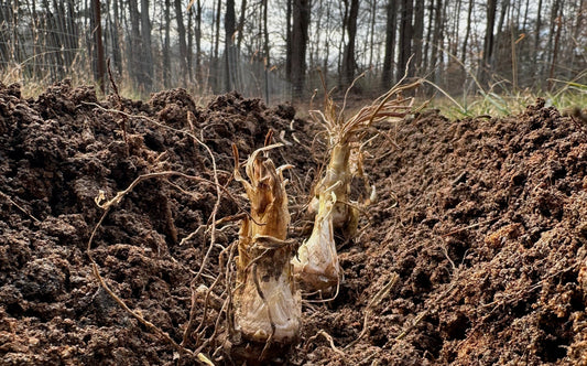 planting tuberoses. tuberose bulbs for sale