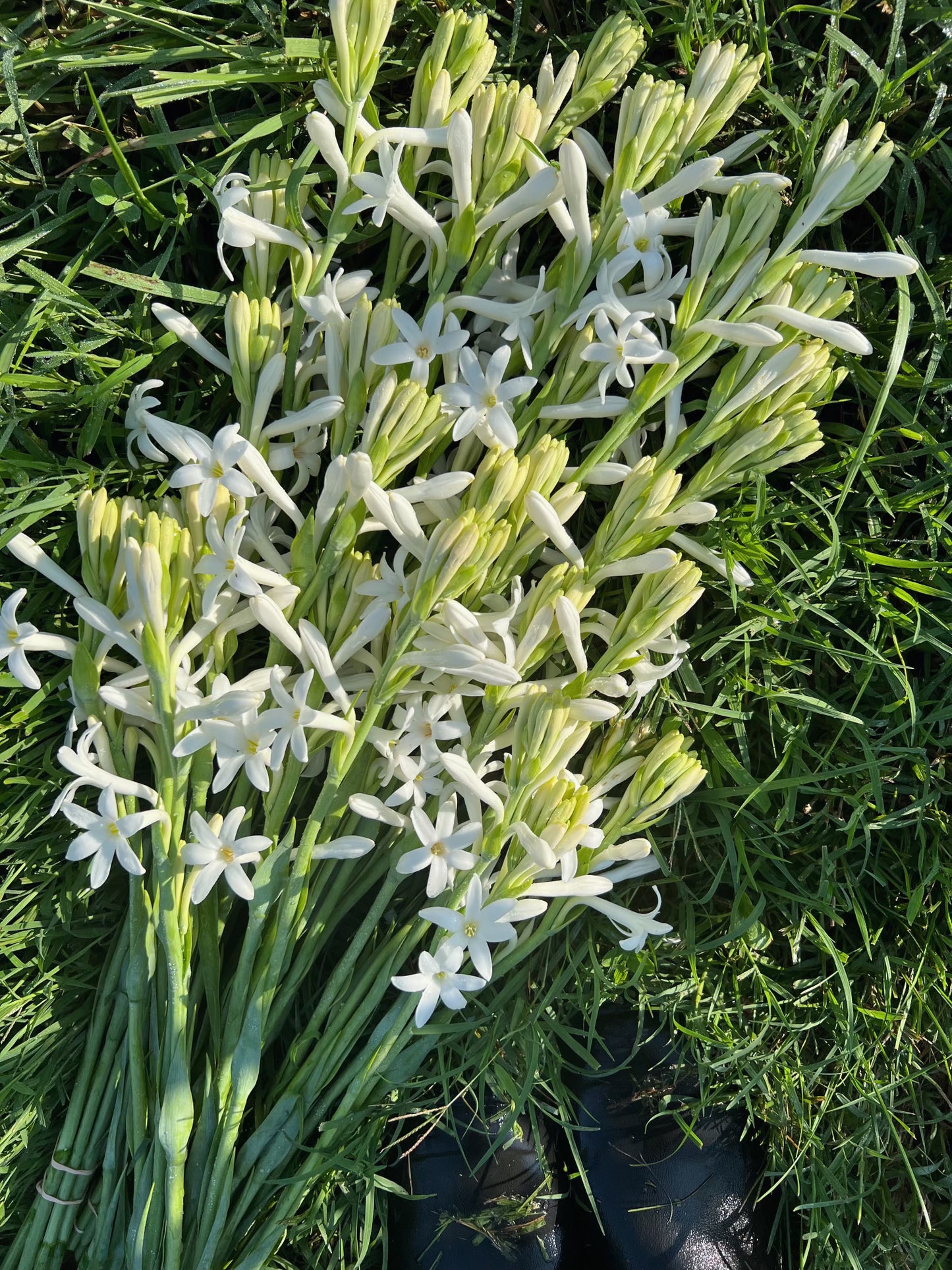 You won't believe how wonderful a big bunch of tuberoses smells!