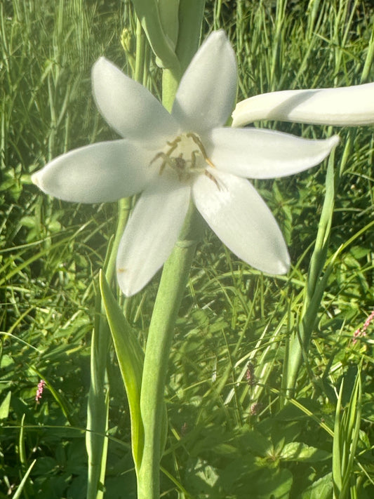 single mexican tuberose bulbs for sale