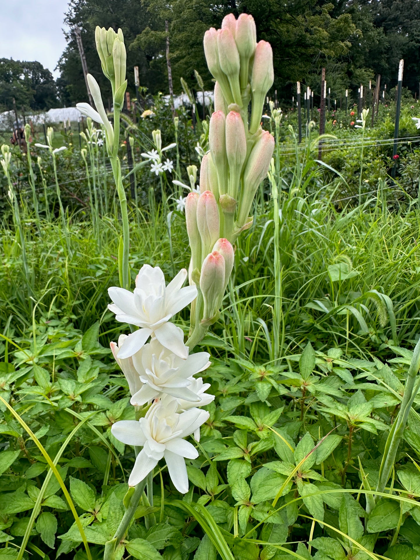 5 Large Double-Flowering Tuberose Bulbs