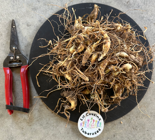 50-70 Small and Medium Single Tuberose Bulbs